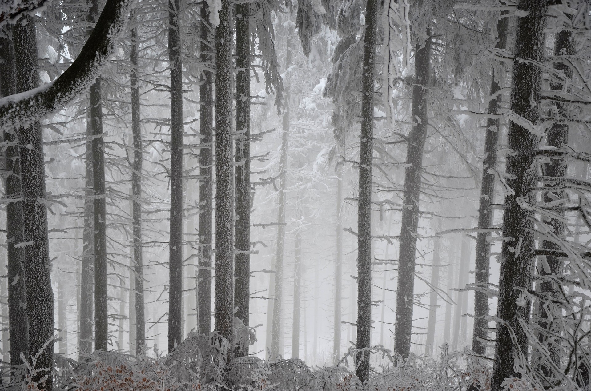 forest, Winter Wallpaper