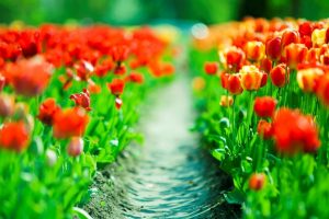 nature, Flowers, Tulips, Depth of field, Path