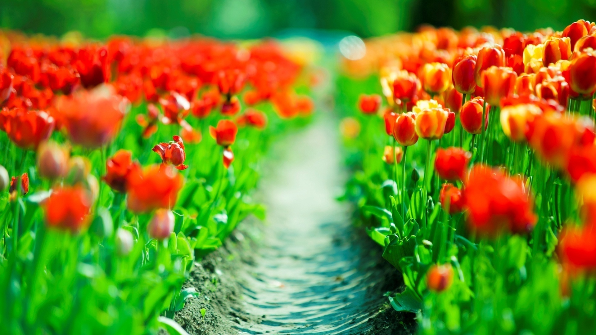 nature, Flowers, Tulips, Depth of field, Path Wallpaper