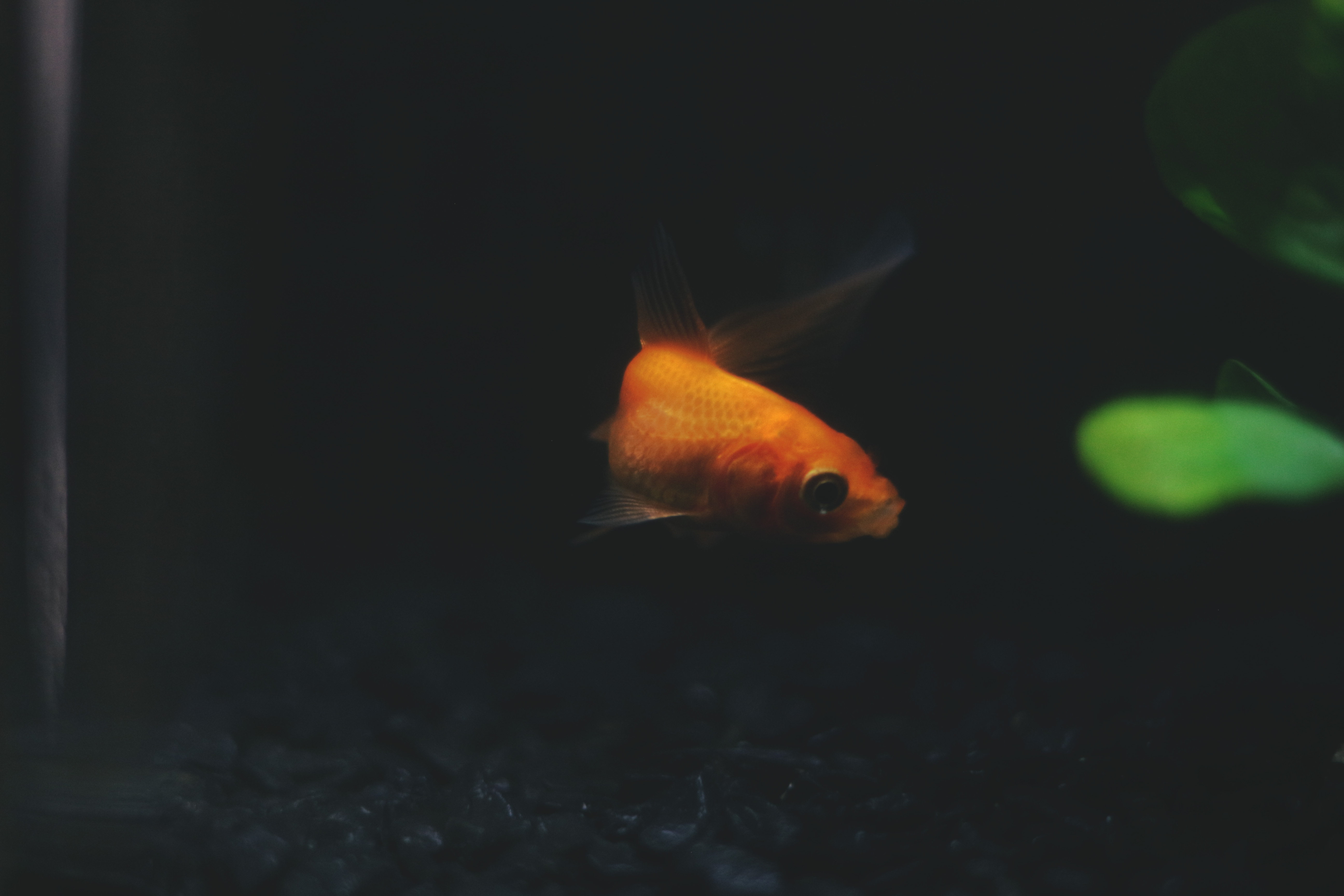 photography, Depth of field Wallpaper