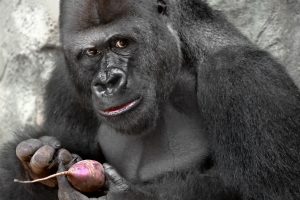 gorillas, Animals