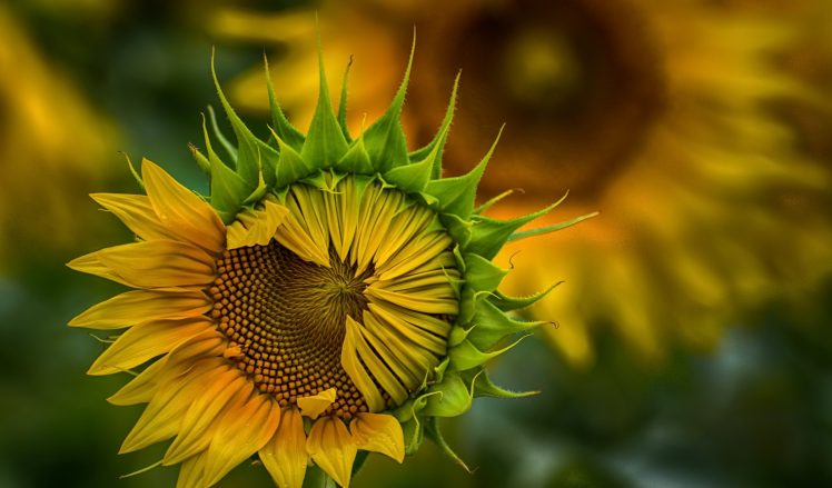 plants, Flowers, Sunflowers, Yellow flowers HD Wallpaper Desktop Background