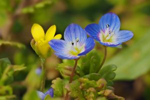 yellow, Green, Blue, Nature, Plants, Blue flowers, Yellow flowers, Flowers