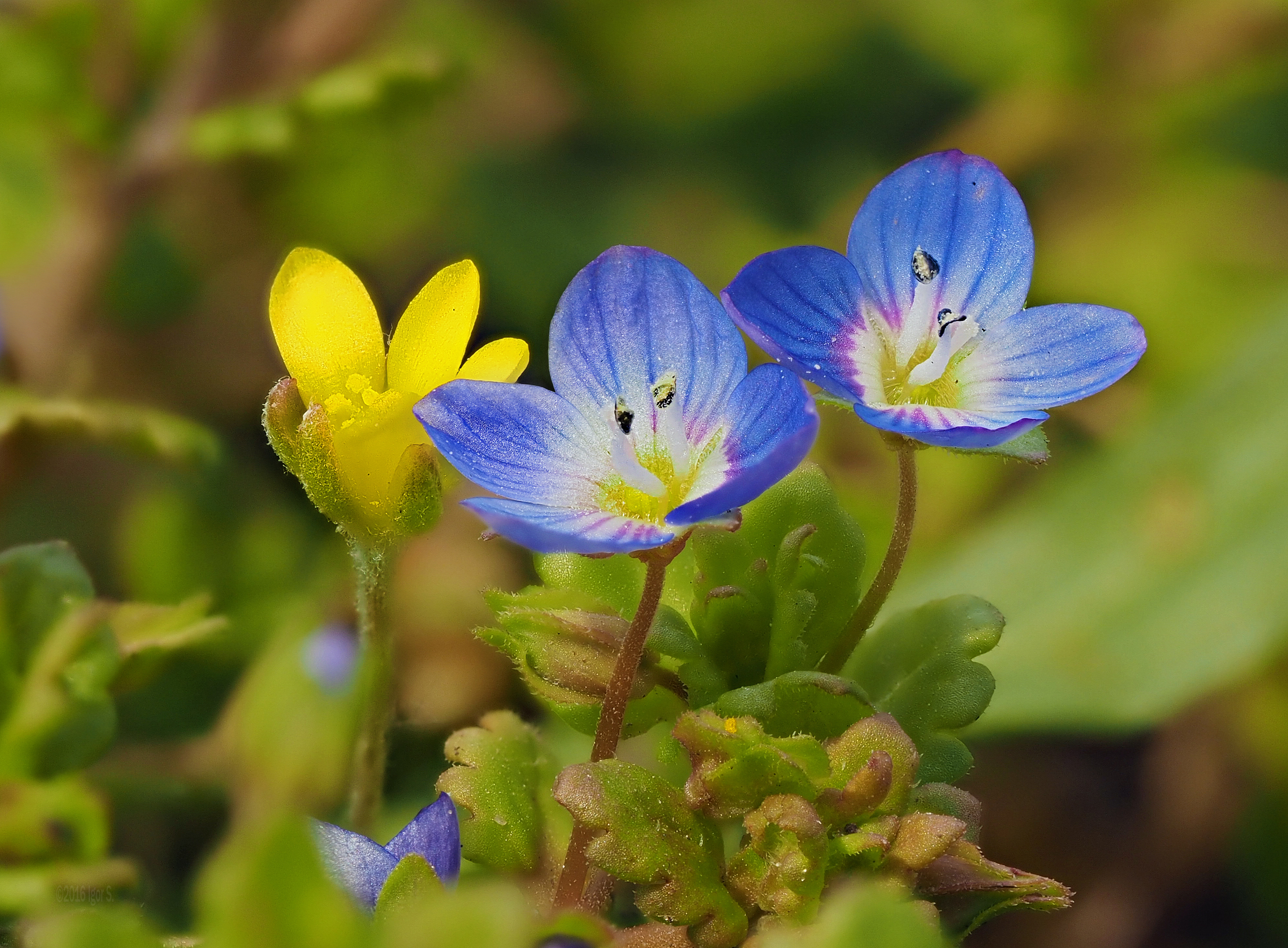 yellow, Green, Blue, Nature, Plants, Blue flowers, Yellow flowers, Flowers Wallpaper