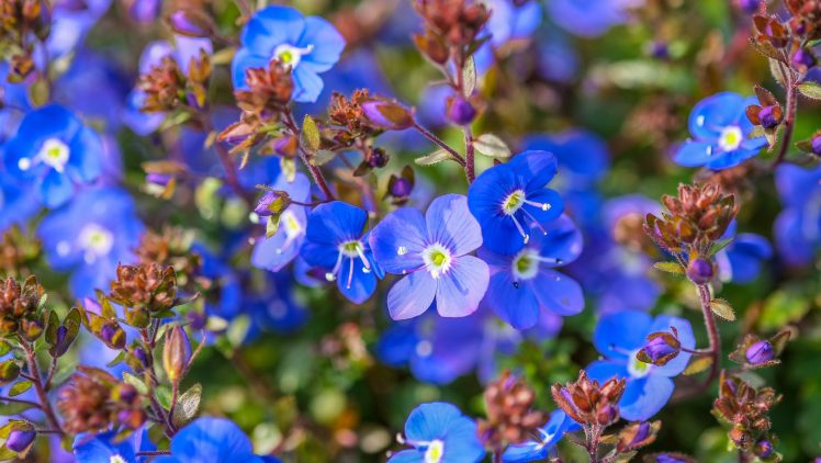 flowers, Blue flowers, Blue, Plants HD Wallpaper Desktop Background