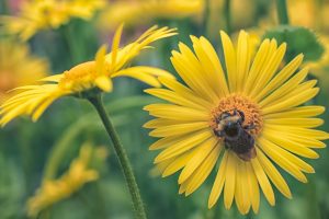 bees, Insect, Plants, Green, Yellow, Flowers, Animals, Yellow flowers
