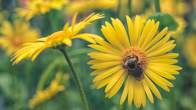 bees, Insect, Plants, Green, Yellow, Flowers, Animals, Yellow flowers HD Wallpaper Desktop Background