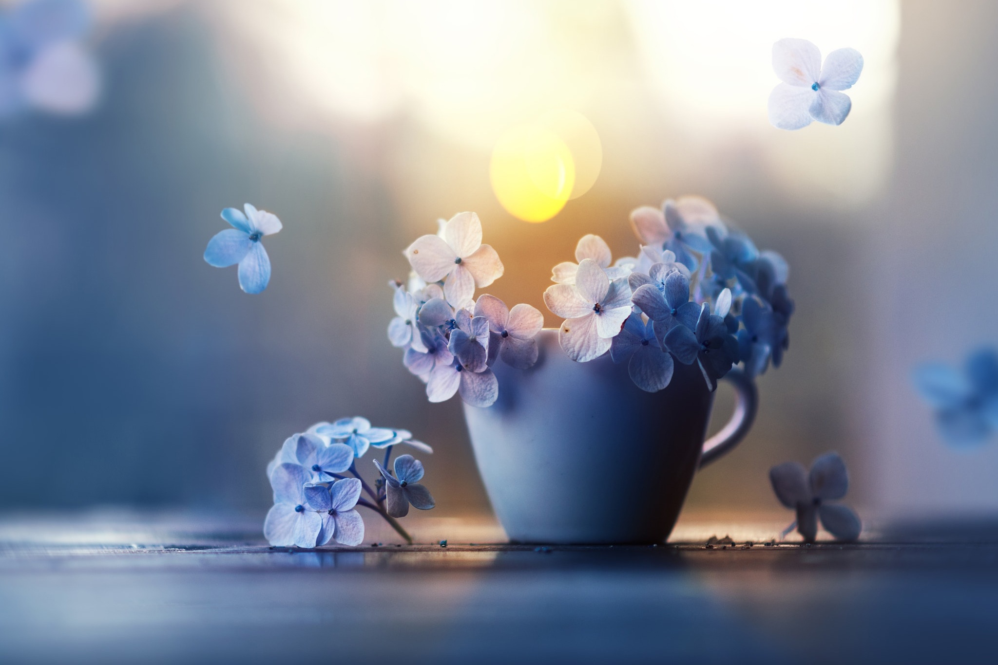 cup, Plants, Blue, Flowers Wallpaper