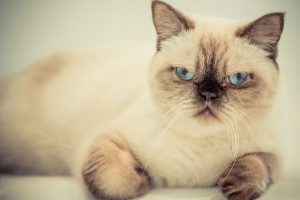 blue eyes, Cat, Animals