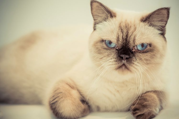 blue eyes, Cat, Animals HD Wallpaper Desktop Background