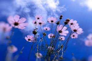blue, Sky, Flowers, Plants