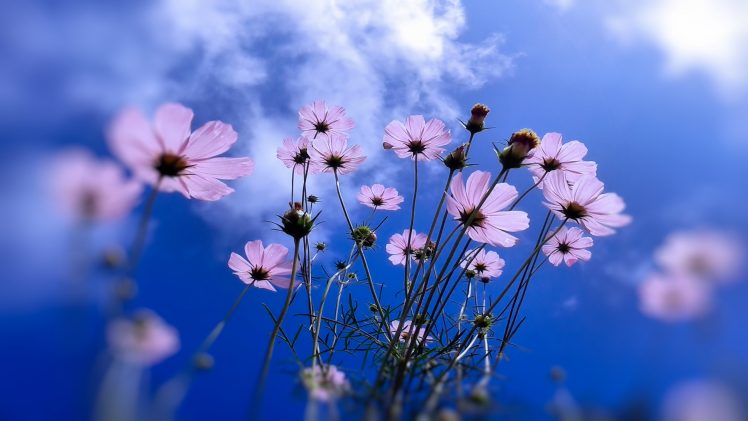 blue, Sky, Flowers, Plants HD Wallpaper Desktop Background