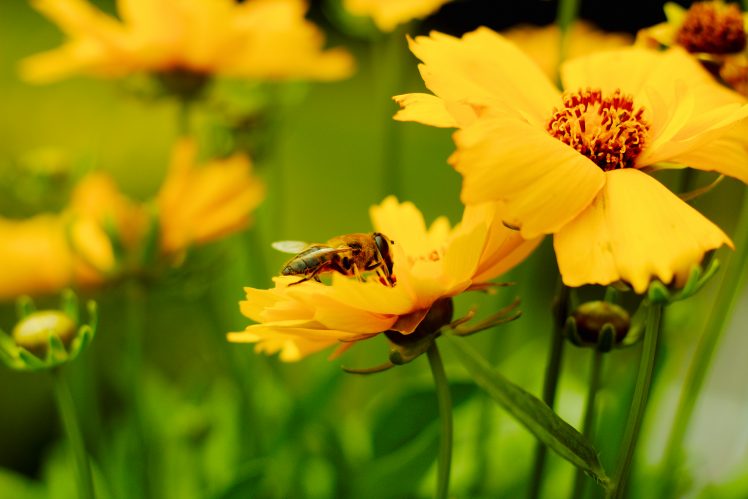 Cosmos (flower), Bees HD Wallpaper Desktop Background