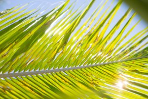 palm trees, Green, Sun, Leaves