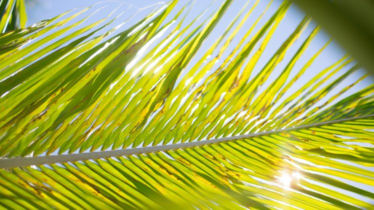 palm trees, Green, Sun, Leaves HD Wallpaper Desktop Background