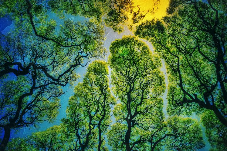 nature, Trees, Sunlight, Worms eye view HD Wallpaper Desktop Background