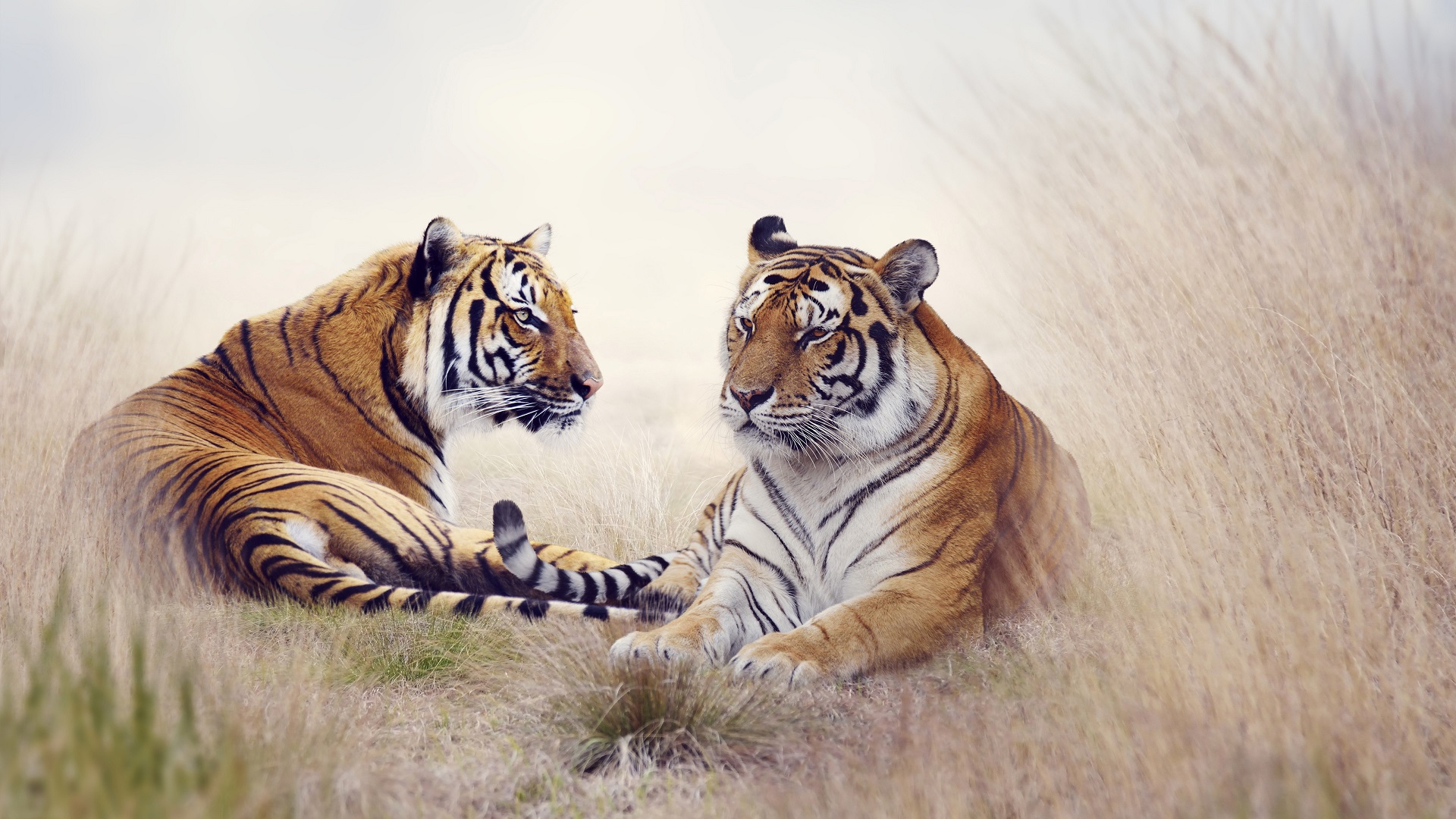 nature, Animals, Tiger, Big cats Wallpaper