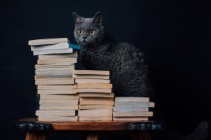 books, Cat, Animals