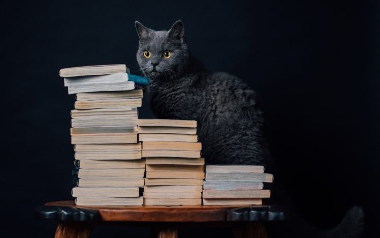 books, Cat, Animals HD Wallpaper Desktop Background