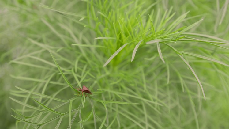 grass, Plants, Bug HD Wallpaper Desktop Background