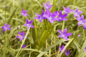 grass, Flowers, Purple