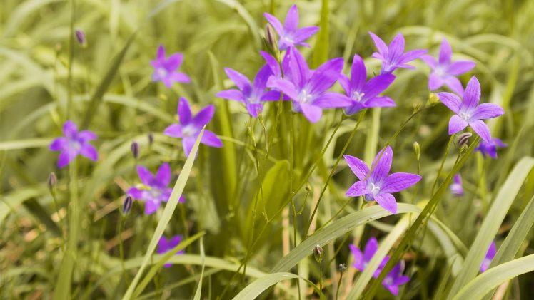 grass, Flowers, Purple HD Wallpaper Desktop Background