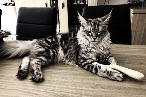 Maine Coon, Maine Coon cat