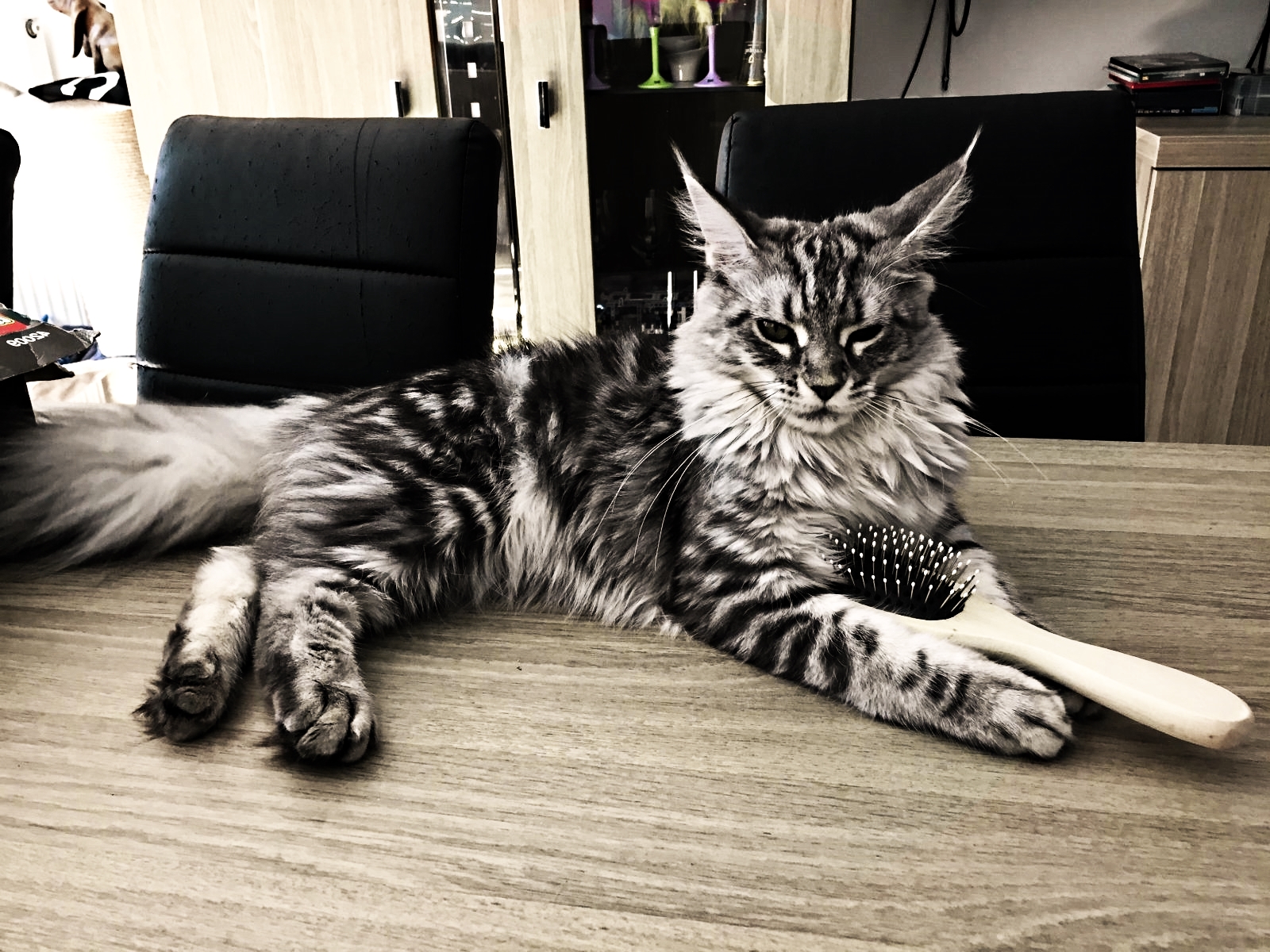 Maine Coon, Maine Coon cat Wallpaper