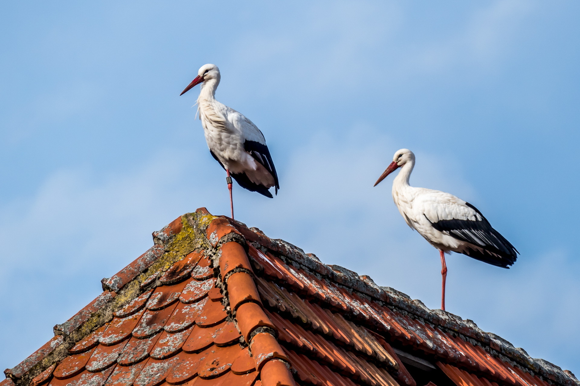 birds, Animals, Rooftops Wallpaper