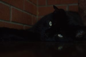 cat, Black cats