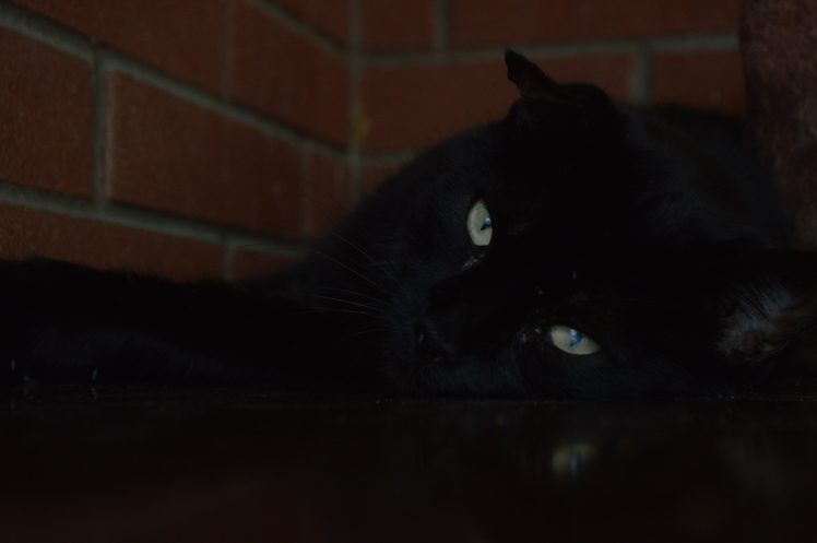 cat, Black cats HD Wallpaper Desktop Background