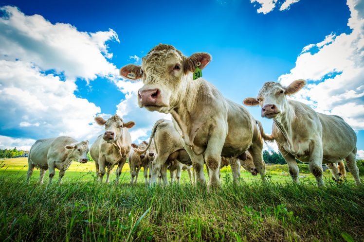 sky, Blue, Grass, Clouds, Cow, Animals HD Wallpaper Desktop Background