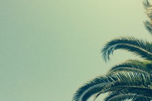 palm trees, Minimalism