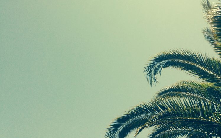 palm trees, Minimalism HD Wallpaper Desktop Background