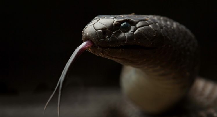 reptiles, Animals, Snake HD Wallpaper Desktop Background