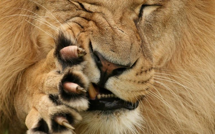 big cats, Claws, Lion, Animals HD Wallpaper Desktop Background
