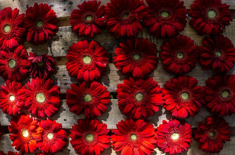 red flowers, Flowers, Plants HD Wallpaper Desktop Background