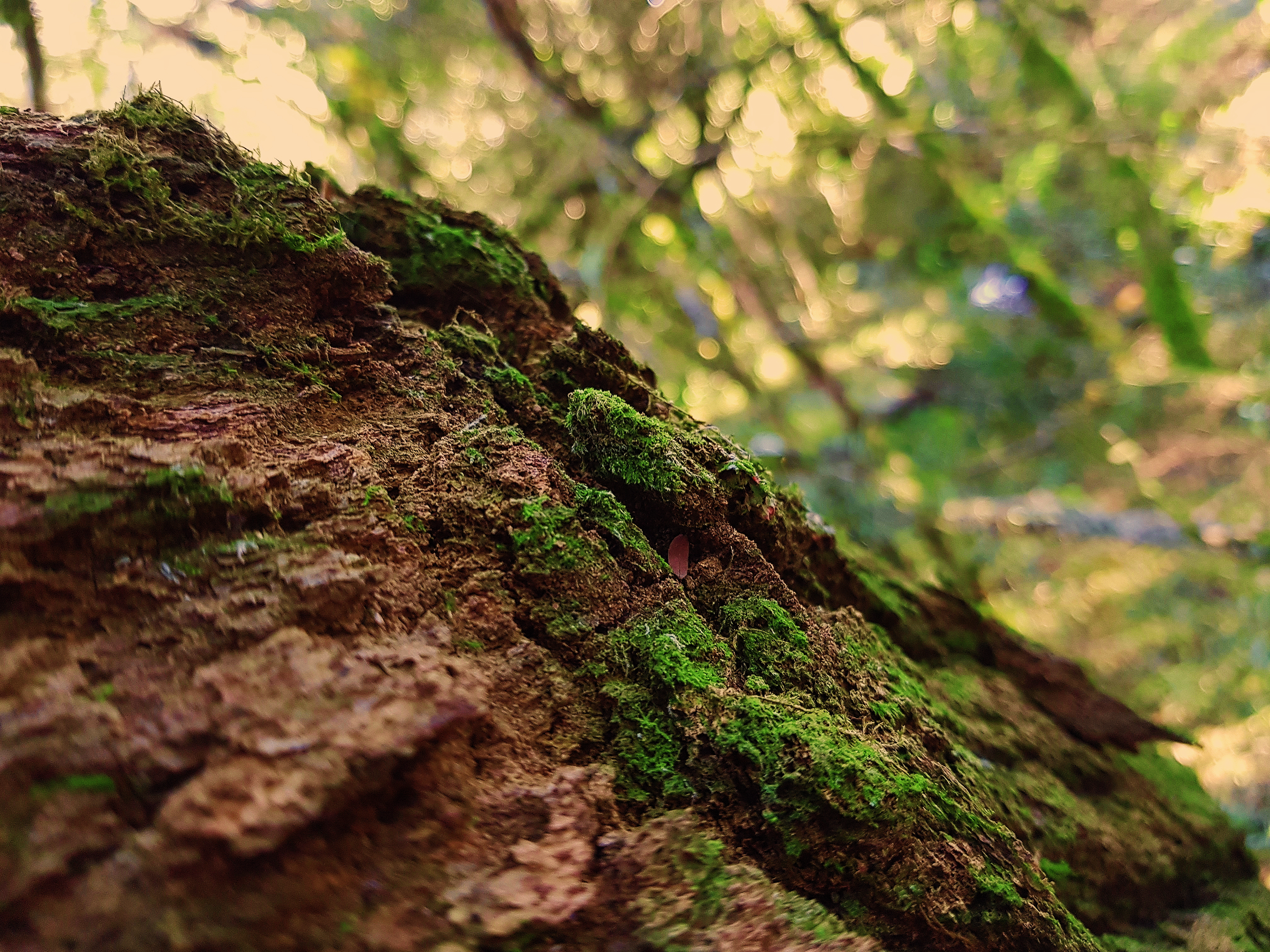 Processed With VSCO With Oak1 Preset Wallpaper