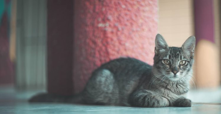 cat, Feline,  grey, Gray HD Wallpaper Desktop Background