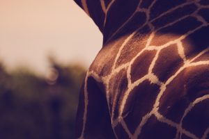 texture, Animals, Giraffes