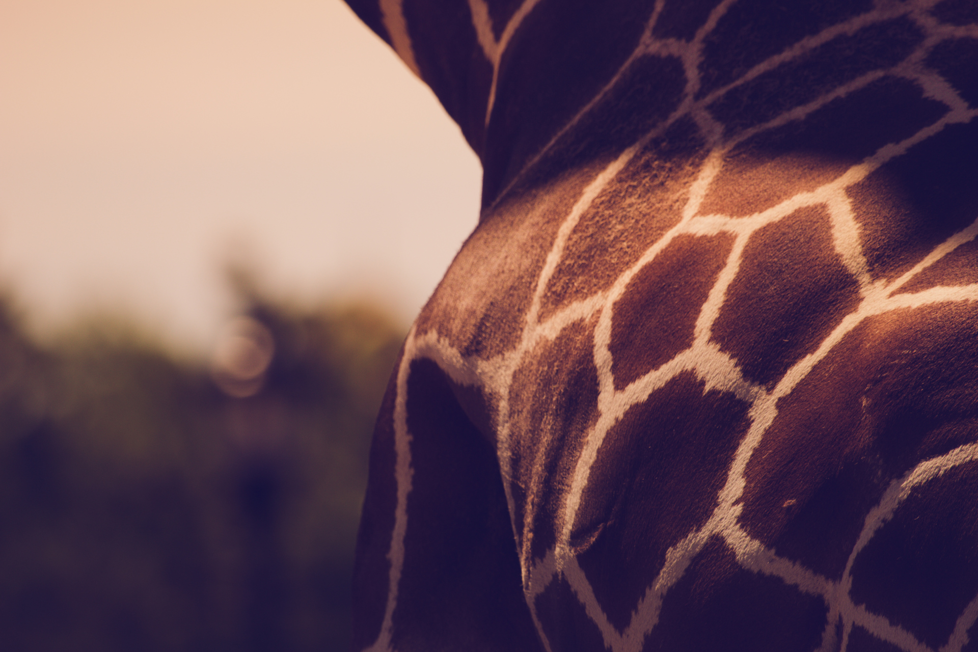 texture, Animals, Giraffes Wallpaper