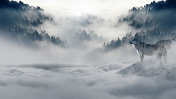 wolf, Mist, Forest, Snow, White, Sky, Pine trees HD Wallpaper Desktop Background