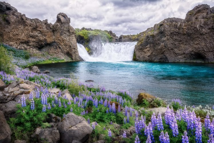water, Waterfall, Flowers, Plants, Nature HD Wallpaper Desktop Background