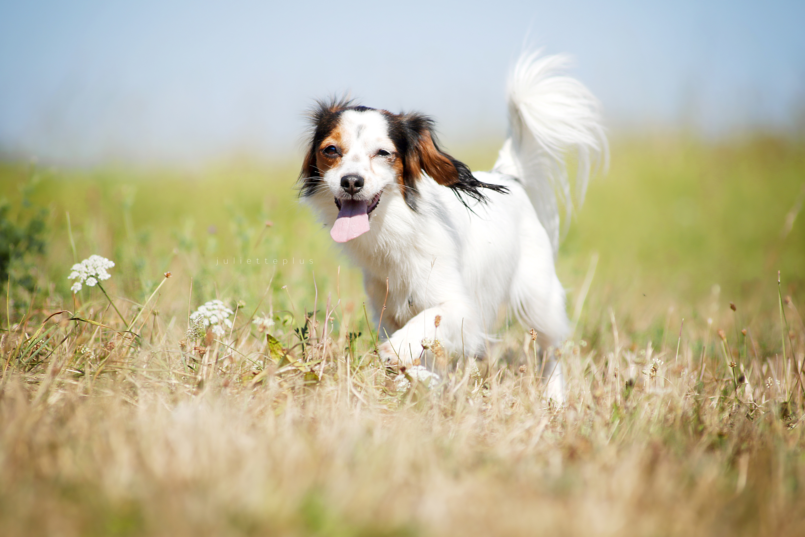 animals, Dog Wallpaper