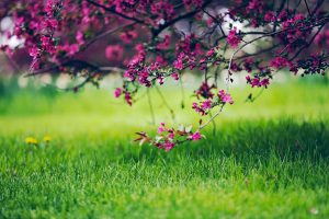 dandelion, Cherry blossom, Grass, Nature, Macro
