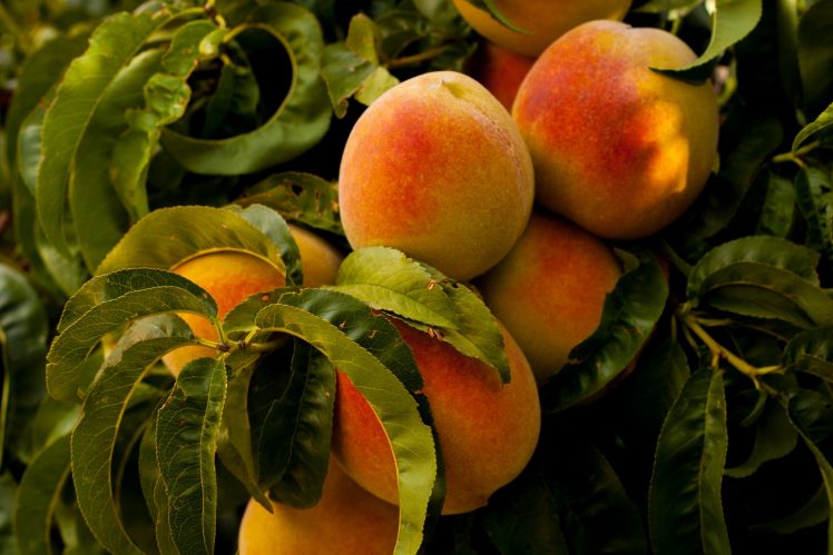 peaches, Food, Plants, Fruit HD Wallpaper Desktop Background