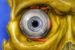 Eye Orbit Anatomy