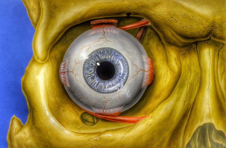 Eye Orbit Anatomy HD Wallpaper Desktop Background
