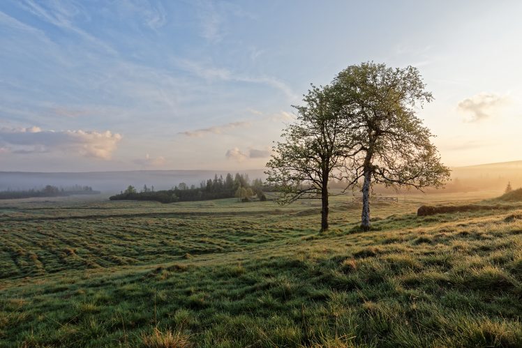 landscape, Trees, Sky, Sunlight HD Wallpaper Desktop Background