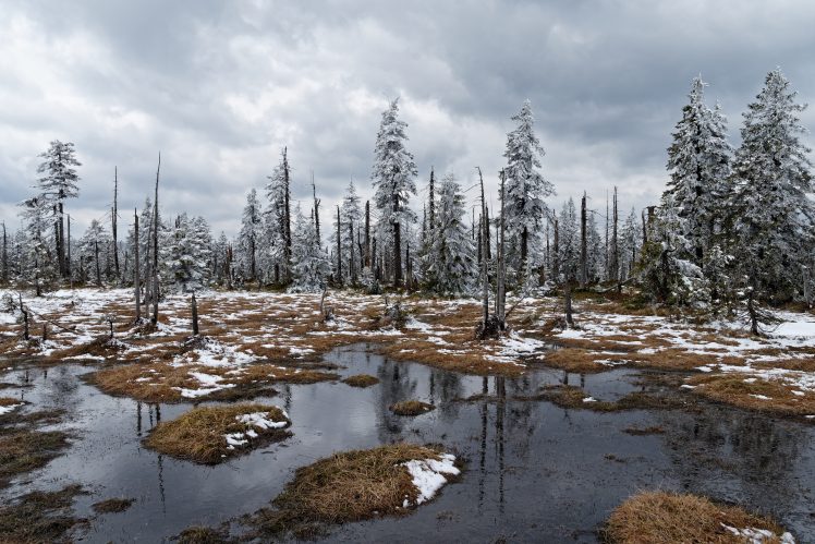 winter, Nature, Trees, Landscape HD Wallpaper Desktop Background